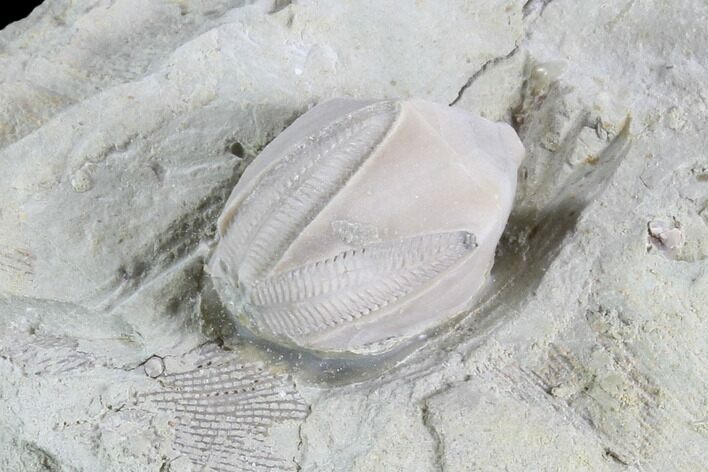 Blastoid (Pentremites) Fossil - Illinois #86458